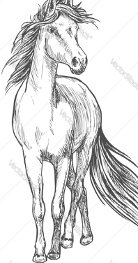 picture of a horse